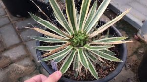 Результат размножения Агавы мексиканским способом. Обзор редких сортовых Агав.