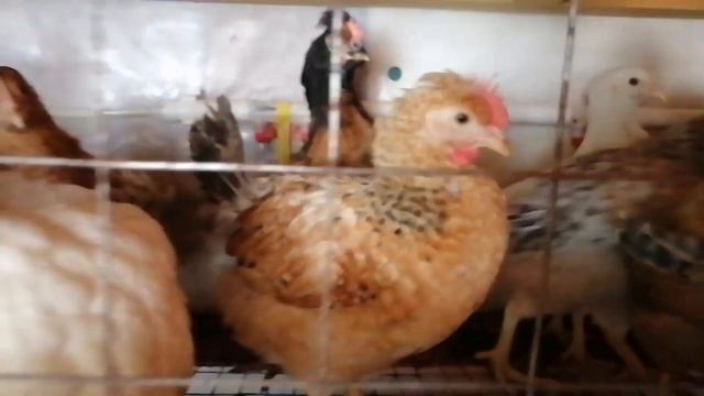 Хайбрид конвертер. Индюки тяжёлого кросса, суточные цыплята. смотреть онлайн