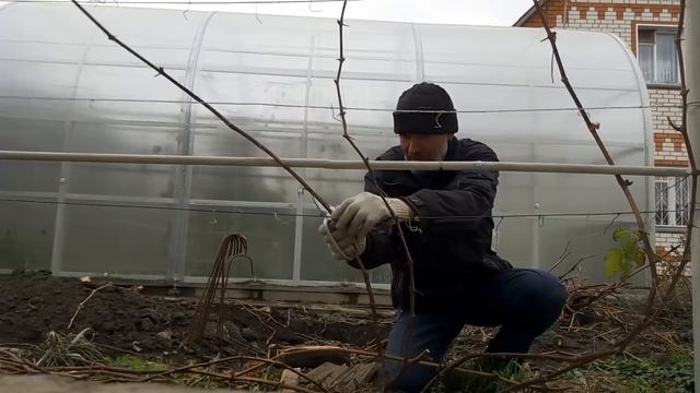 Как обрезать виноград осенью для начинающих пошагово.Осенняя обрезка винограда на зиму старого куст