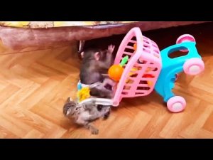 Люся и Пипетка перевернули ДОМ ВВЕРХ ДНОМ! Немного радости вам в ленту!