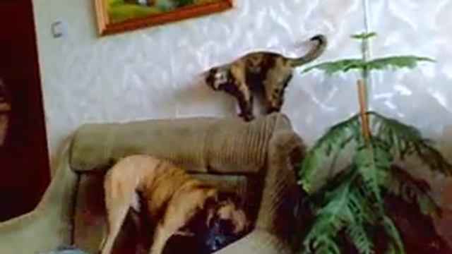 Неразлучные друзья - собака боксер и "кисбоксер". Cat and dog are friends. смотреть онлайн