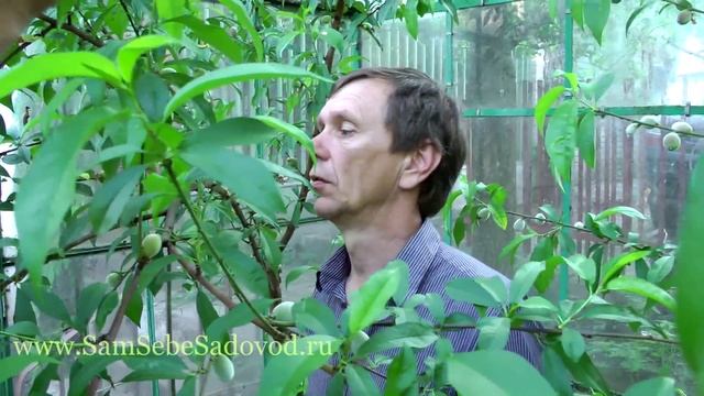 Как прореживать завязи персика
