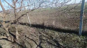 Самая лучшая обработка деревьев. Бордосская жидкость 3%. Дедовский рецепт))))