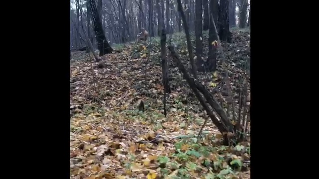 Стюарт из приюта на прогулке