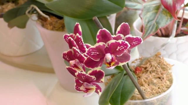 Итоги 2020 года Моё восточное окно смотреть онлайн