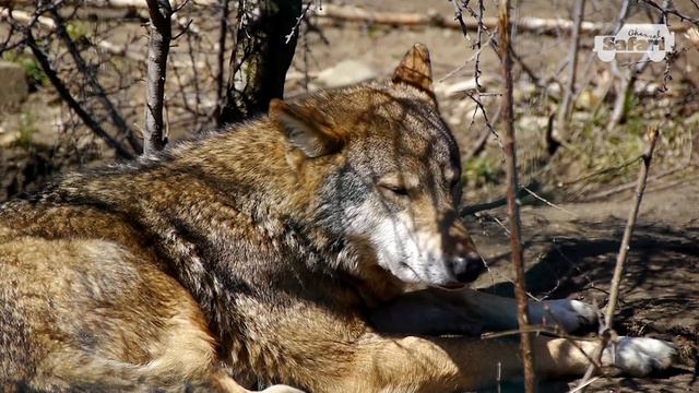 The best wild boar hunting on driven hunt with dogs in Bulgaria - BH 07 - Pushers & shooters смотреть онлайн