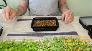 Как посадить кинзу и кервель  5 выпуск Santa Green