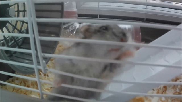 РАЗМНОЖЕНИЕ ХОМЯКОВ в ДИКОЙ ПРИРОДЕ! смотреть онлайн