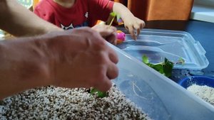 Ранние черенкование жимолости в контейнер.