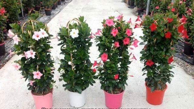 Дипладения ампельная или мандевилла — уход в домашних условиях смотреть онлайн