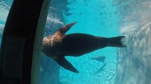 США мега зоопарк с динозаврами парк юрского периода в Чикаго с дельфинами и морскими котиками