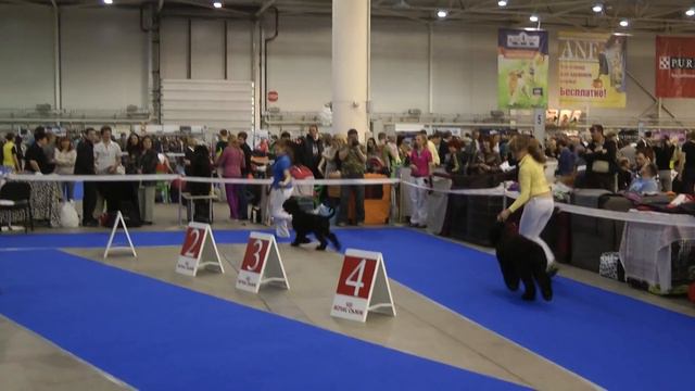 Шакира Тер`Авалон смотреть онлайн