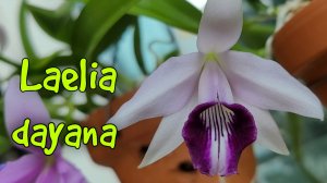 Laelia dayana очередное домашнее цветение.