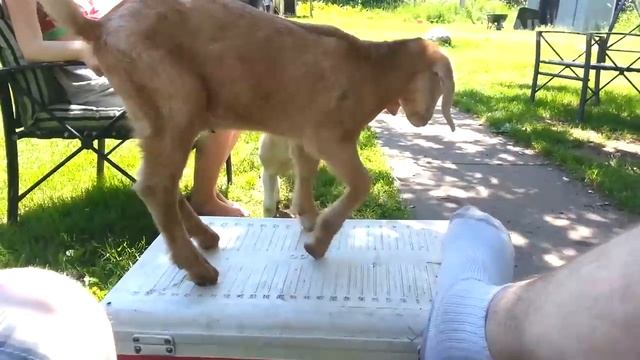 Подборка смешных коз смотреть онлайн