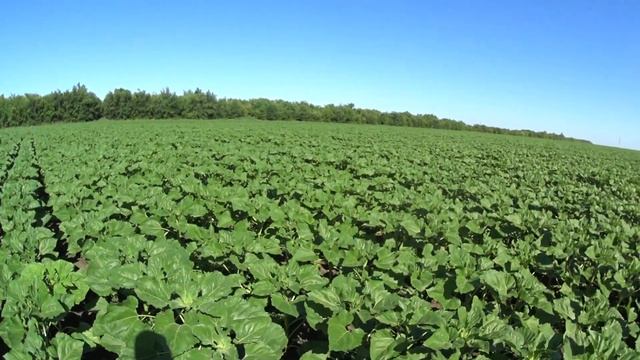 Обзор посевов нута и подсолнечника LG 59580. Урожай 2022 смотреть онлайн