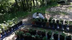 Питание клубники на малообьемке. Как сделать простой подкормочный узел