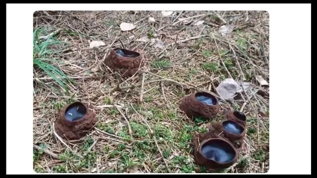 Увидел в лесу людей, которые собирают какие-то странные темные горшочки. смотреть онлайн