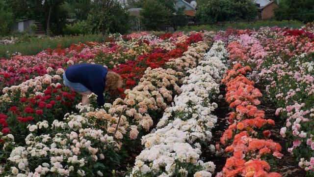 Обзор и описание розы Каппучино (чайно-гибридная) - Cappuccino NIRP 2019) смотреть онлайн