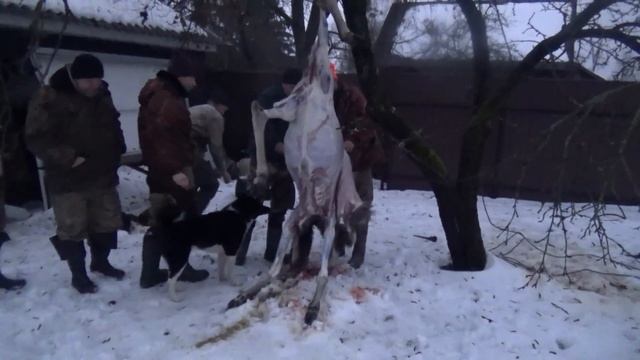 ОХОТА НА ЛОСЯ ЗАГОНОМ. Тушенка из лося в ГлавАвтоклав смотреть онлайн