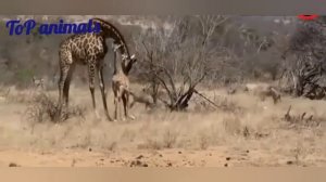 животные, лев, дикая природа, лаборатория фактории, мир животных, жираф против львов,