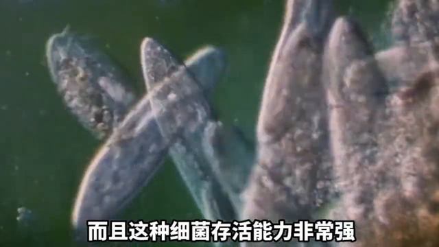 人类真的可以永生吗？那么是一件好事吗？#永生 #科普 #未解之谜