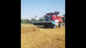 Уборка полегшего гороха очесывающей жаткой