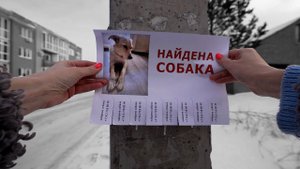 "Найдена собака".Игровой короткометражный фильм.