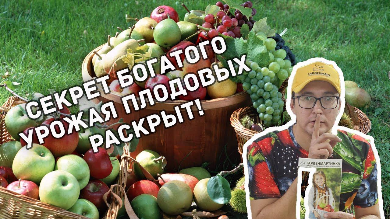 Как получить большой урожай яблок, груш, сливы и других плодовых?