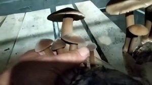 Collybiia Albuminosa/Ксерула/ Джи зонг/ч-2