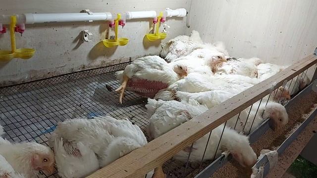 Кормление бройлеров комбикормом.Моя схема кормления для хорошего роста. Бройлеры Арбор Айкрес