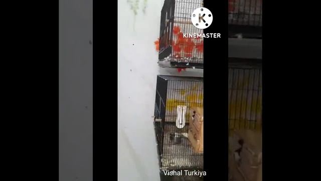 500+Jumbo finch, Java, Gouldian ,owl, Dimand ,Parrot , Masked, parson ,long tail, finche's setup смотреть онлайн