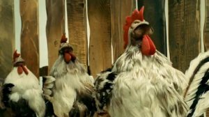 гадкий утёнок песня двора