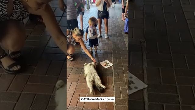 Умный кот смотреть онлайн