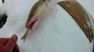 Проверка удочек. 3 день