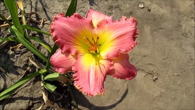 Ченс Энкаунтер смотреть онлайн