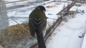 Кормим синичек