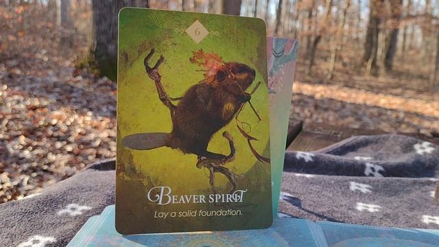 ?? Beaver Spirit Animal Oracle ? смотреть онлайн