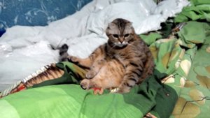 Почему коты сидят на жопе ровна и лежат на спине как люди