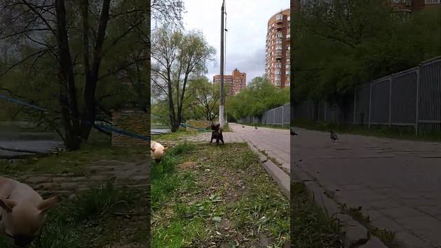 длинношерстный чихуахуа шоколадного окраса в продаже девочка