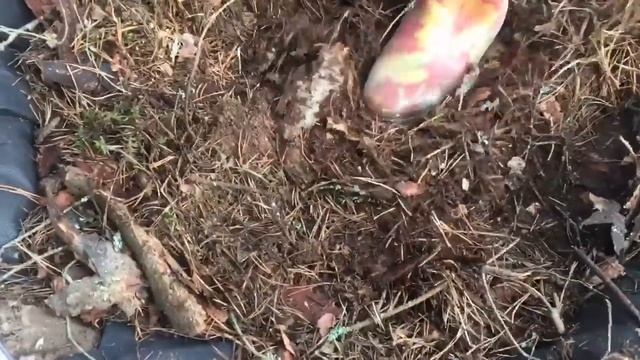Голубика весенняя посадка  (от А до Я )