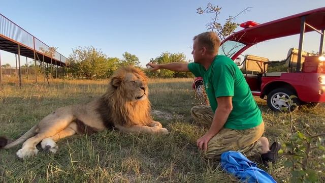 Лев Малыш САМЫЙ ТЕРПЕЛИВЫЙ ! смотреть онлайн