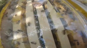 Простая плёнка или Силиконовый холстик)) в ульях!