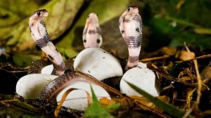 Топ 10 самых ядовитых животных на земле