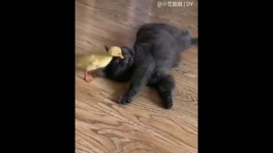 Смешные коты, смех до слёз!