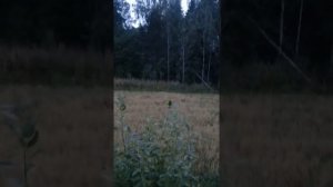 Охота на медведя на овсах, выход небольшого медведя на поляну (Архив 2020 г.)