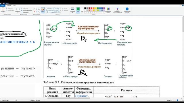 Переваривание белков. Трансаминирование АСТ АЛТ. Дезаминирование. Коэффициент де Ритиса смотреть онлайн
