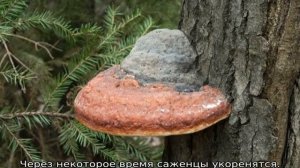 Туя Еллоу Риббон: описание, посадка и уход