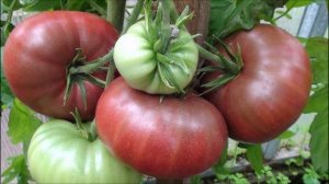 Томат сорт Карбон