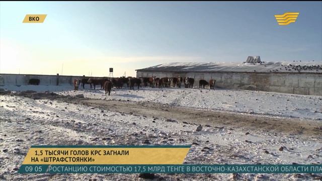 «Штрафстоянки» для содержания скота открыли в селах Восточно-Казахстанской области смотреть онлайн