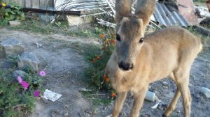 Олень играет с ребенком. Домашний олень